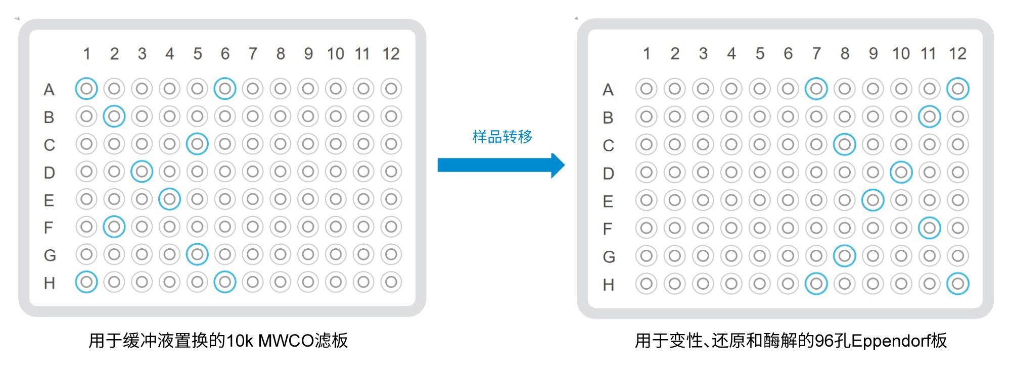  重现性研究中10个代表性孔的位置。请注意，孔的位置在缓冲液置换前后是镜像