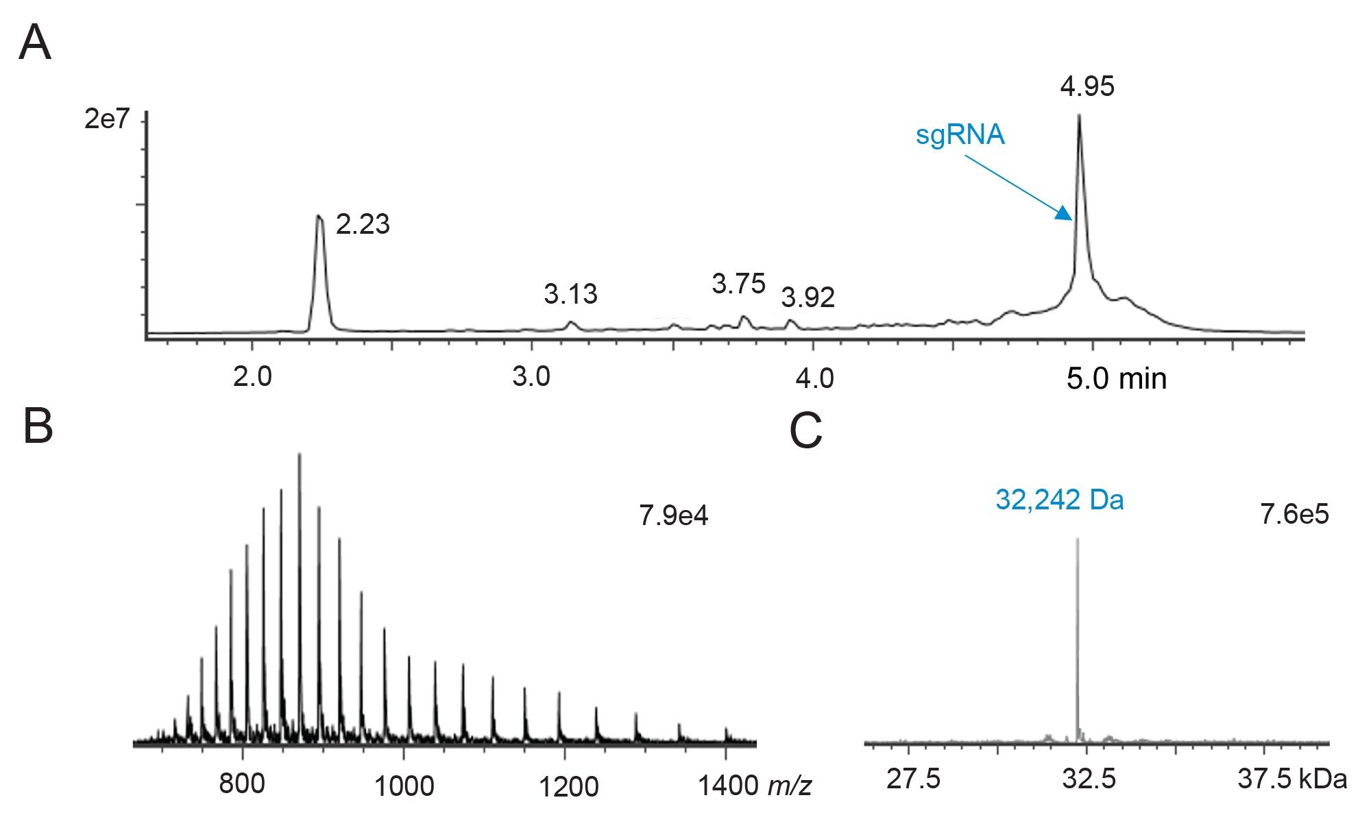 10 pmol完整sgRNA的IP-RP-LC-MS分析结果。(A) ACQUITY Premier BEH C18, 300Å, 1.7 µm, 2.1 x 100 mm寡核苷酸分析专用柱和BioAccord系统采集的总离子流色谱图