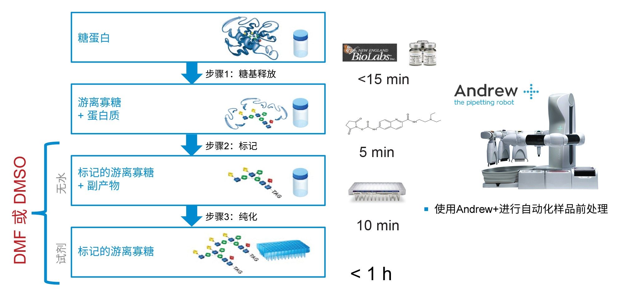 图中突出显示了Waters GlycoWorks RapiFluor-MS方案。DMF或DMSO在RFMS标记步骤（步骤2）需要作为助溶剂，以及在SPE纯化后用于样品稀释（步骤3）